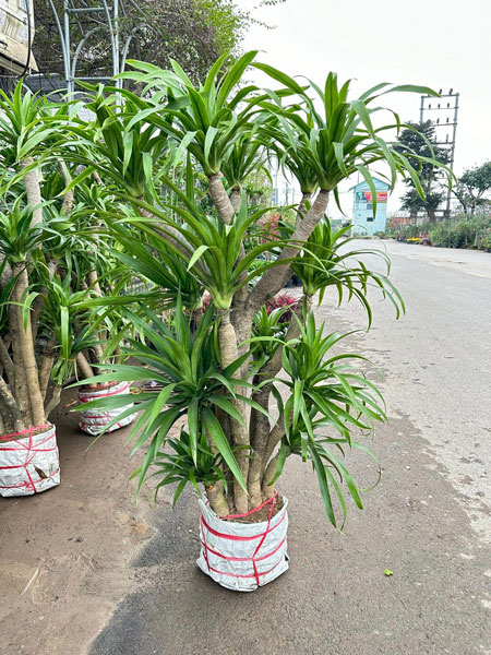 Cây đại lộc đẹp